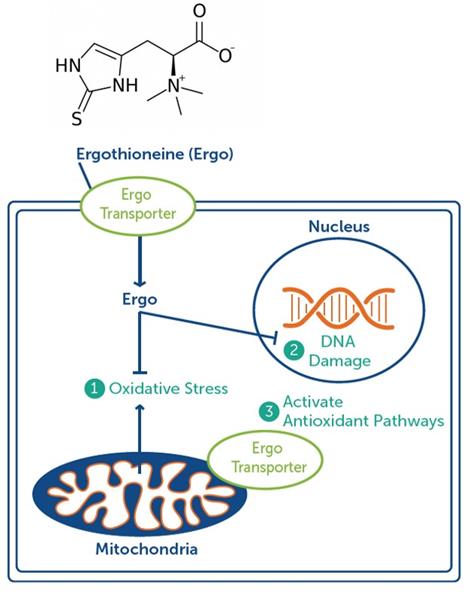Despite not being produced in the body, ergothioneine is present in nearly all human cells, suggesting its significance in supporting human health. 