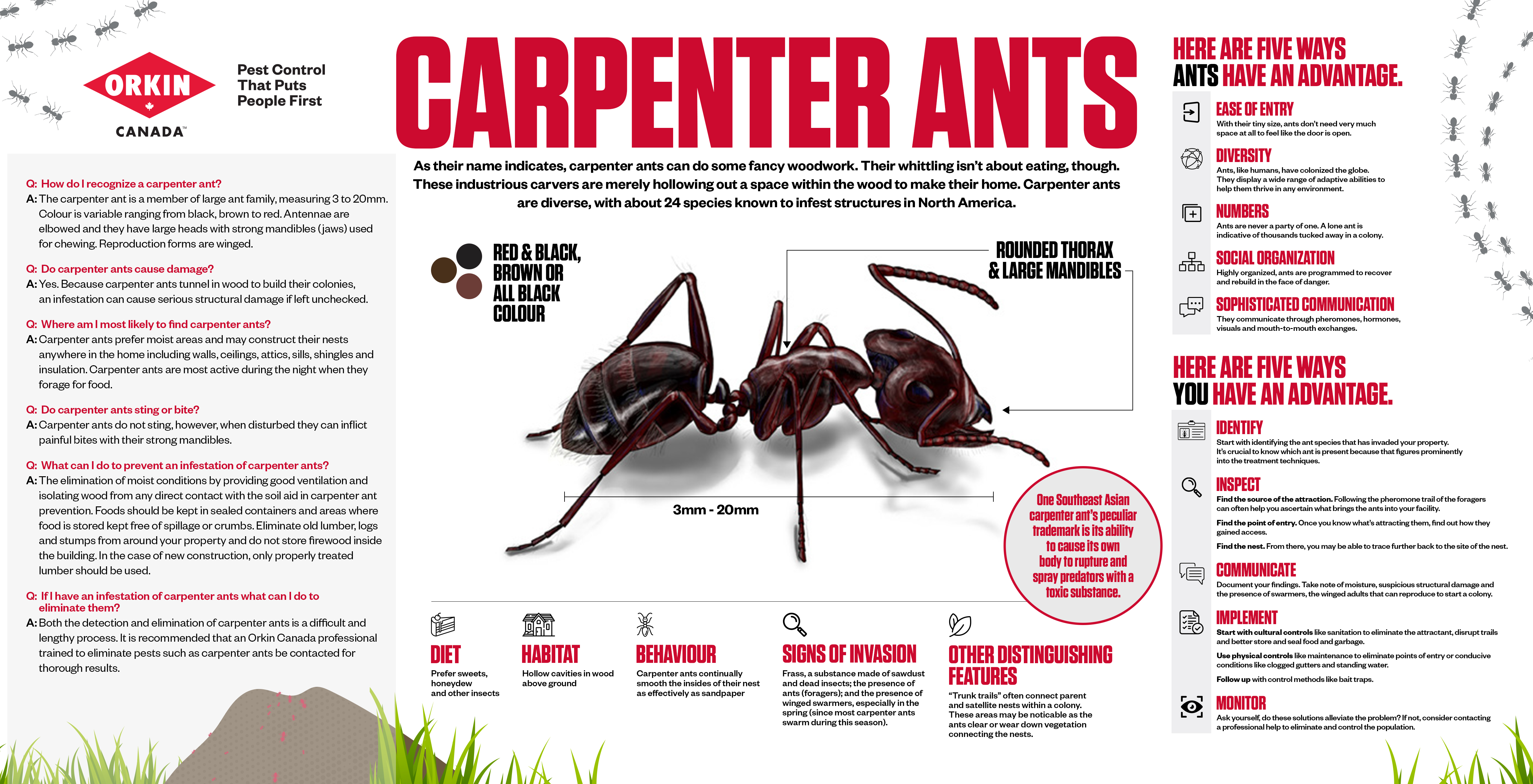 Orkin-Canada-Carpenter-Ants