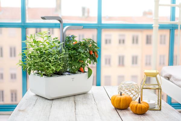 Get the Amazon Prime Day deal at https://amazon.com/dp/B08KHZHHL1

Véritable® enables anyone to grow aromatic herbs, mini vegetables, edible flowers, and baby herbs all year round, at home, effortlessly. Find out more about Véritable® Indoor Gardens and Lingots®: Mint, Chives, Basil, Parsley, Tomato, Chili, Mizuna, Watercress... and more at https://www.veritableusa.com/
