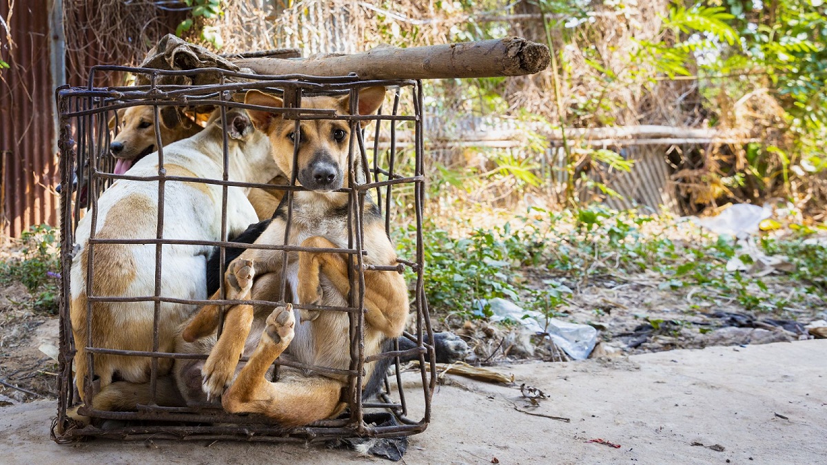 2019 03 09 | Dogs in cages in Kampong Cham, Cambodia.
© FOUR PAWS