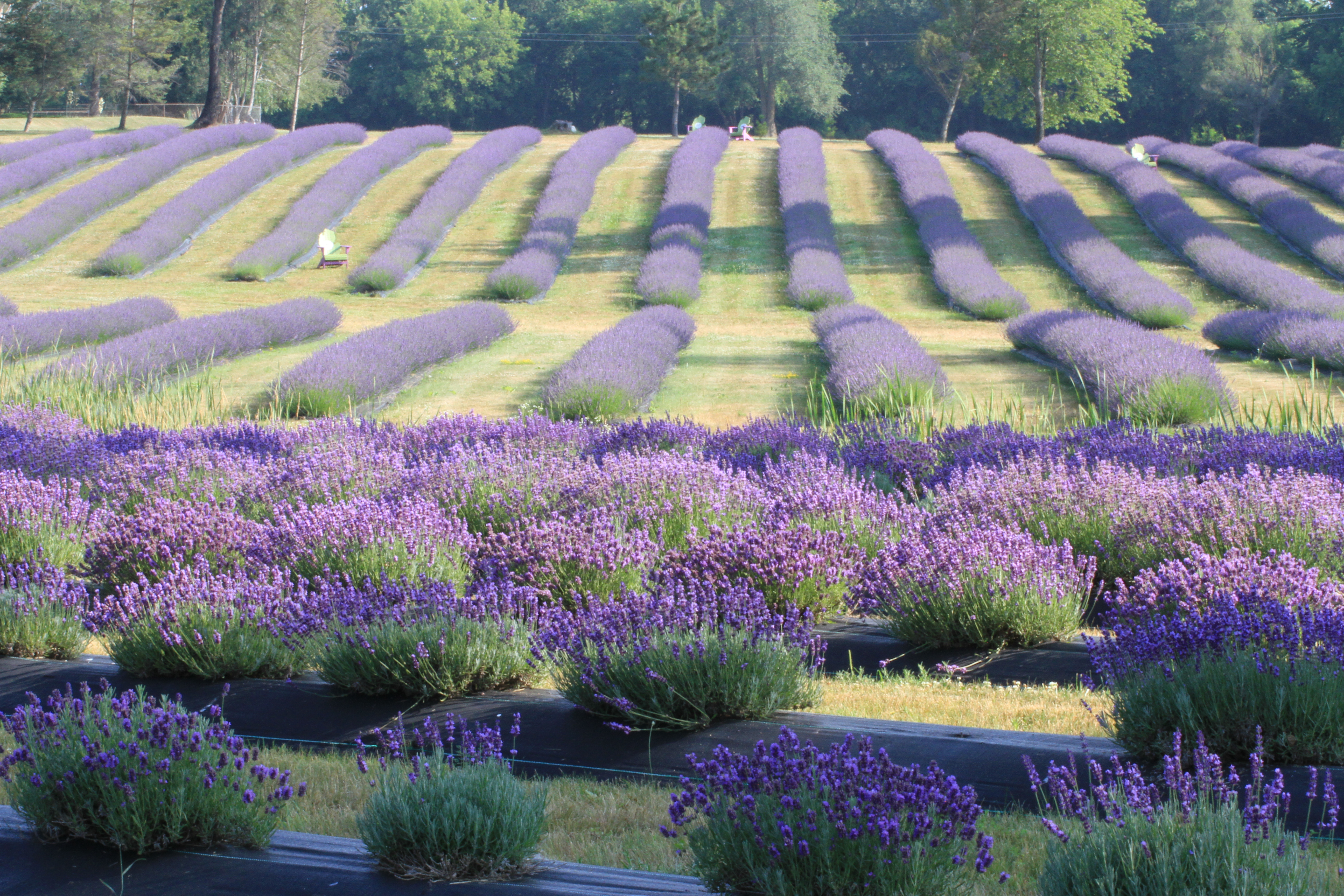 Fields of lavender at Indigo Lavender Farms, Imlay City, Michigan.