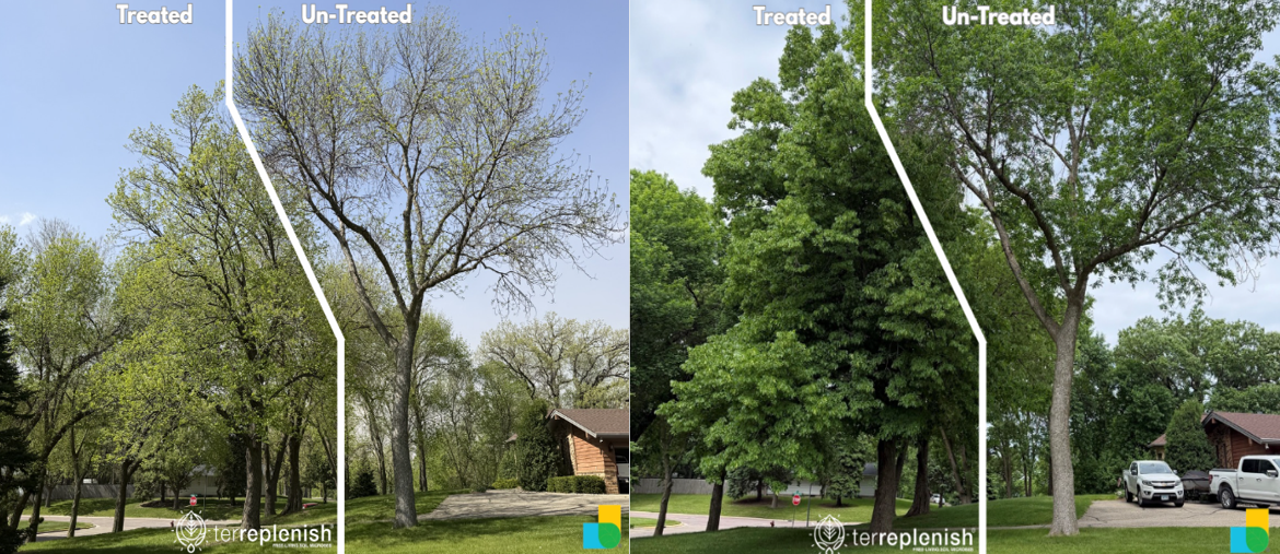 Treated & Untreated Ash Trees – after the Terreplenish/ Bio- Accelerant  Treatment 