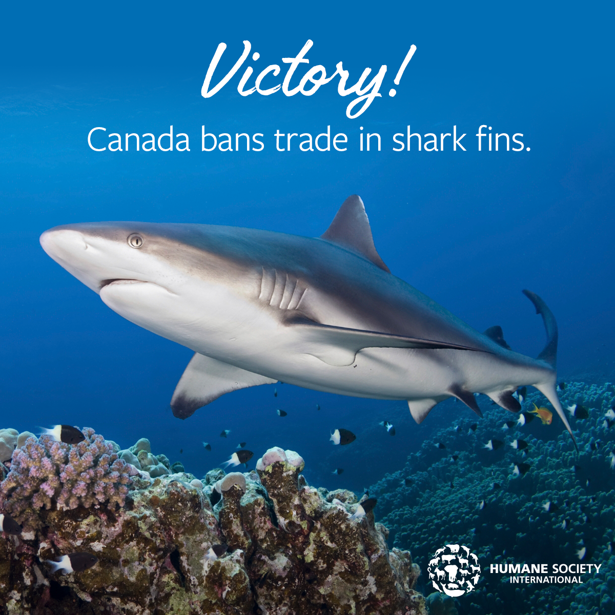 sharegraphic-hsi-canada-shark-fin-ban