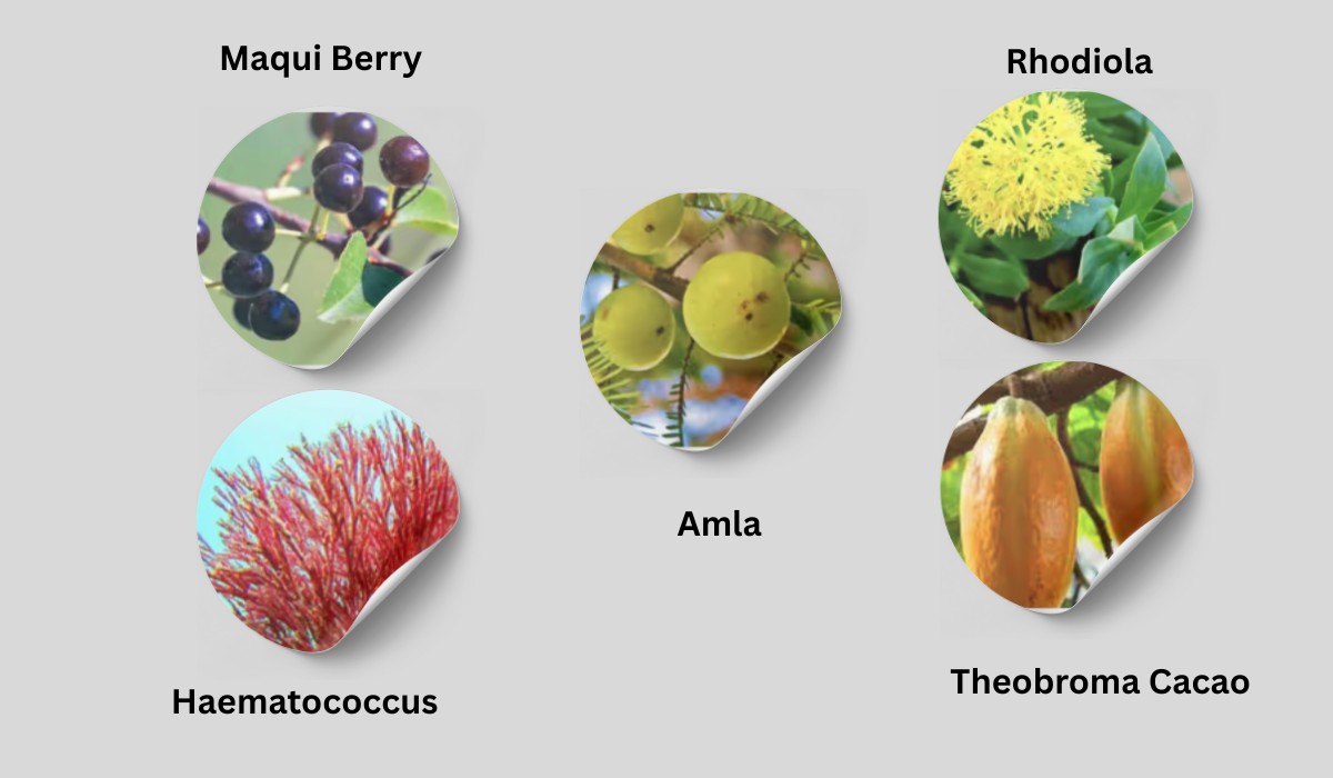 Ingredients in Mitolyn 