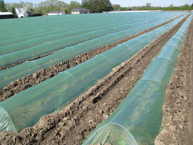 Mini Plastic Tunnels