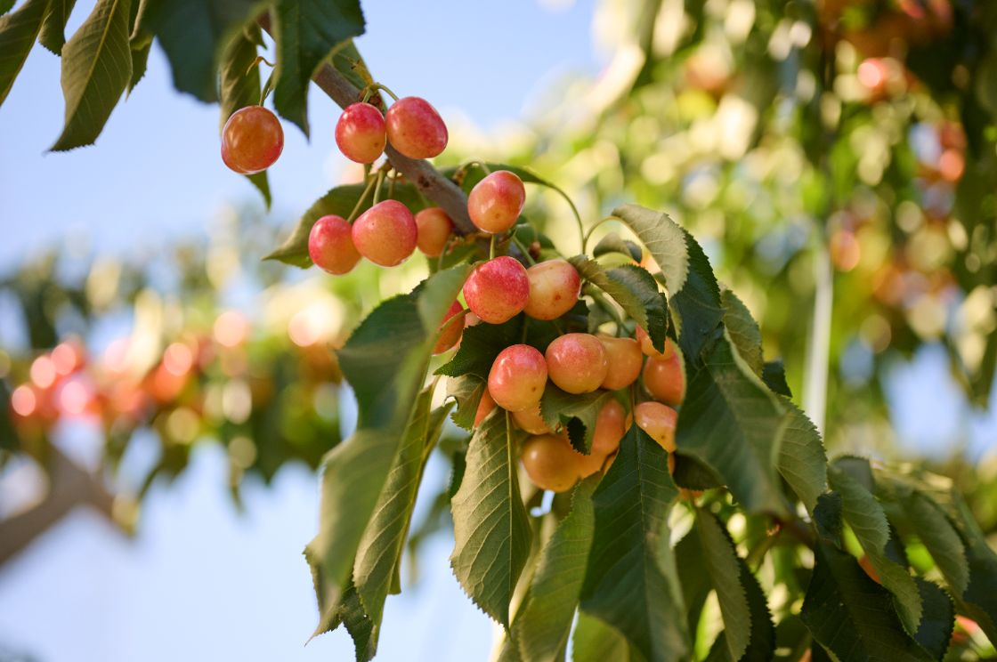 IFG Cheery Blush™ Cherries