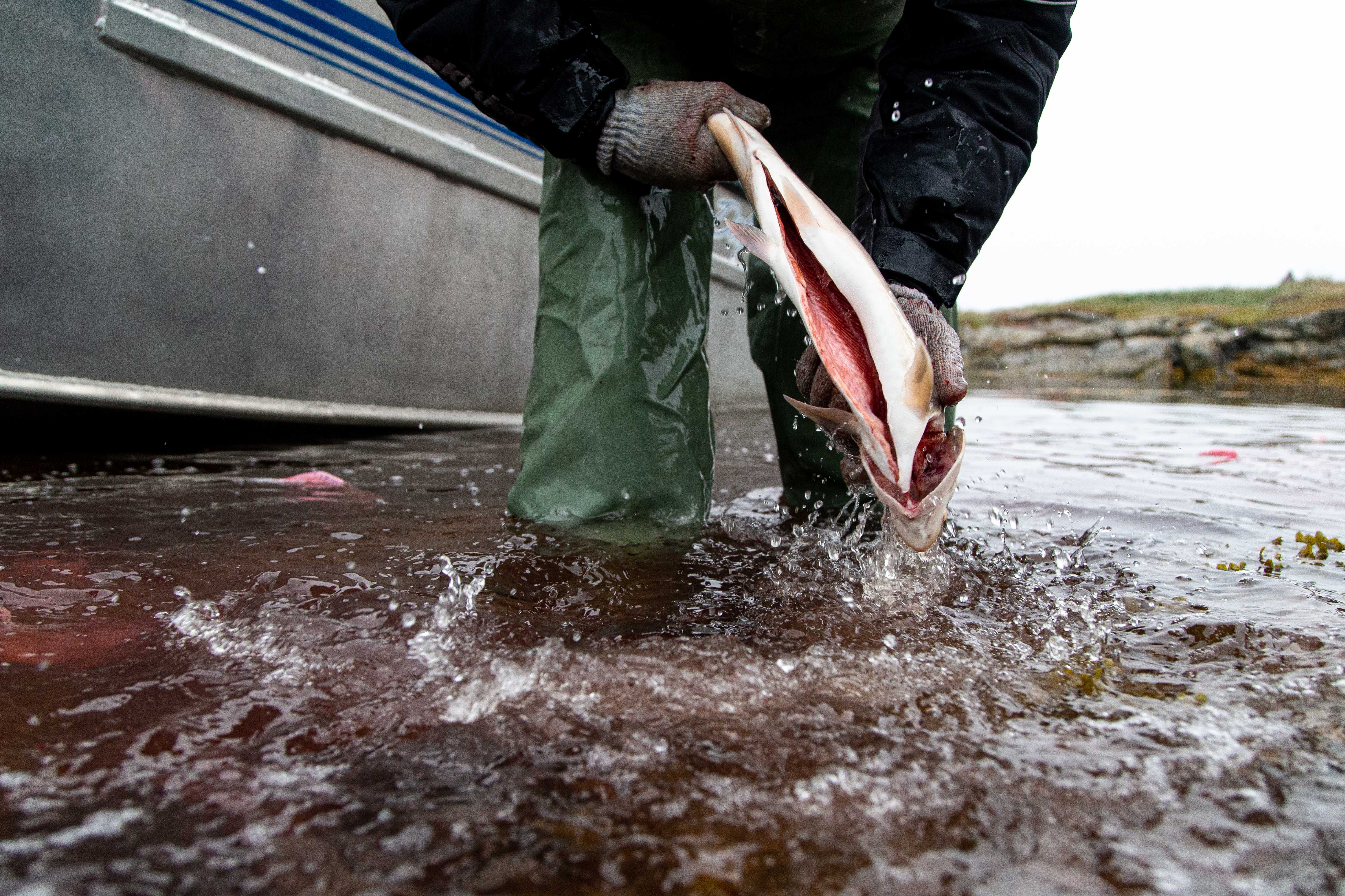 Arctic char