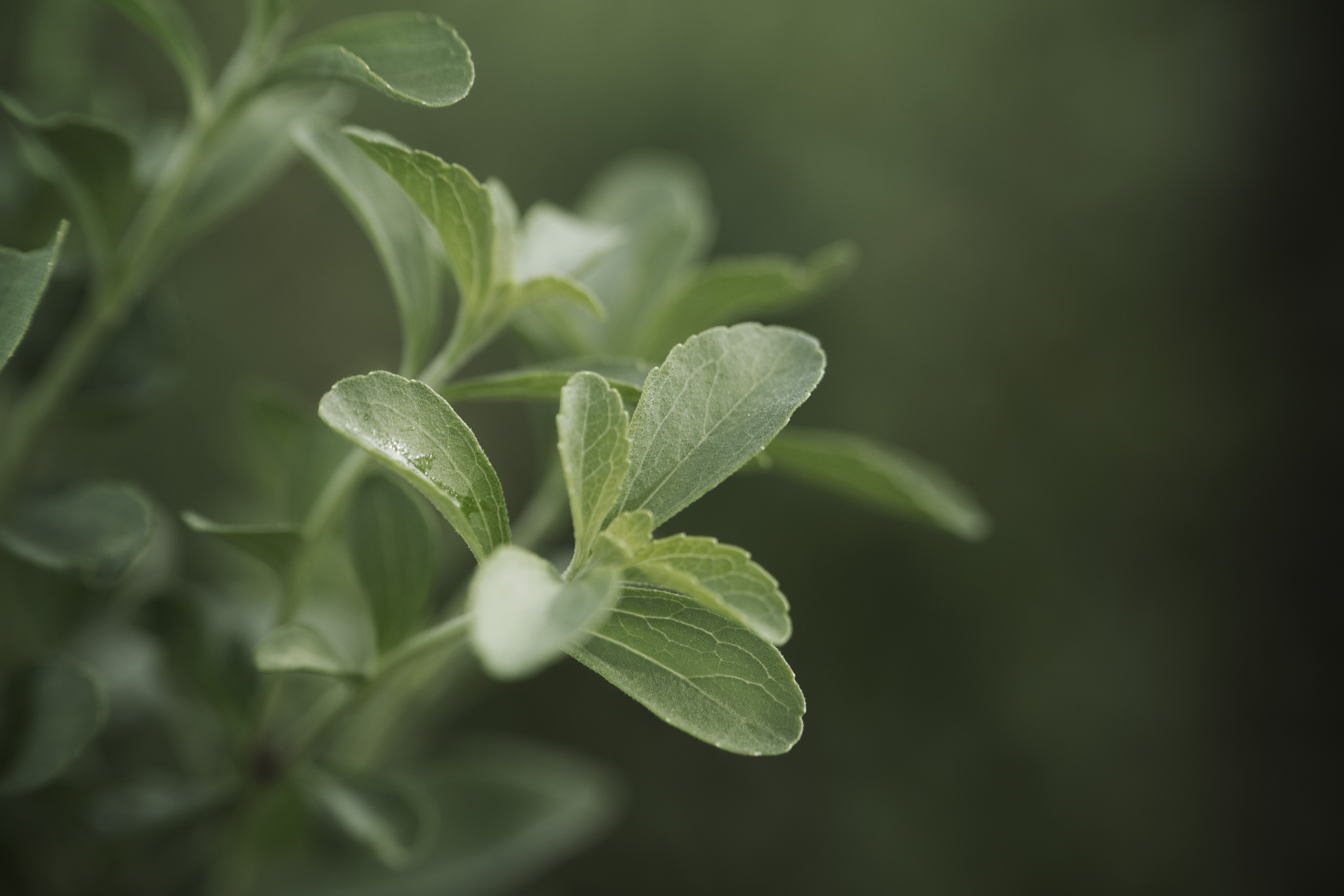 Eine Stevia-Pflanze