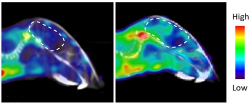 PET scans showing mouse brain before (left) and after (right) disease induction (brain encircled in a dashed white line). The enzyme dCK becomes upregulated during disease.