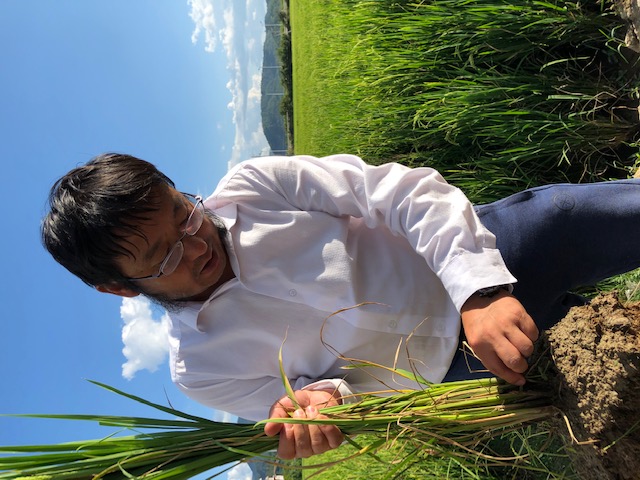 Dr. Fengyi Hu with Perennial Rice