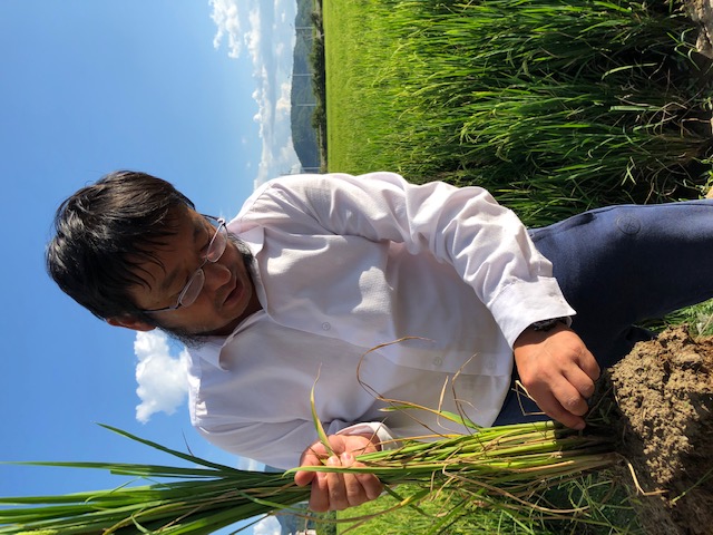 Perennial' rice saves time and money, but comes with risks, Science