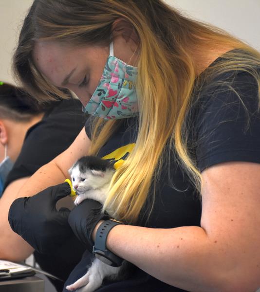 Helen Woodward Animal Center foster staff member clips the nails of a bottle baby kitten. 