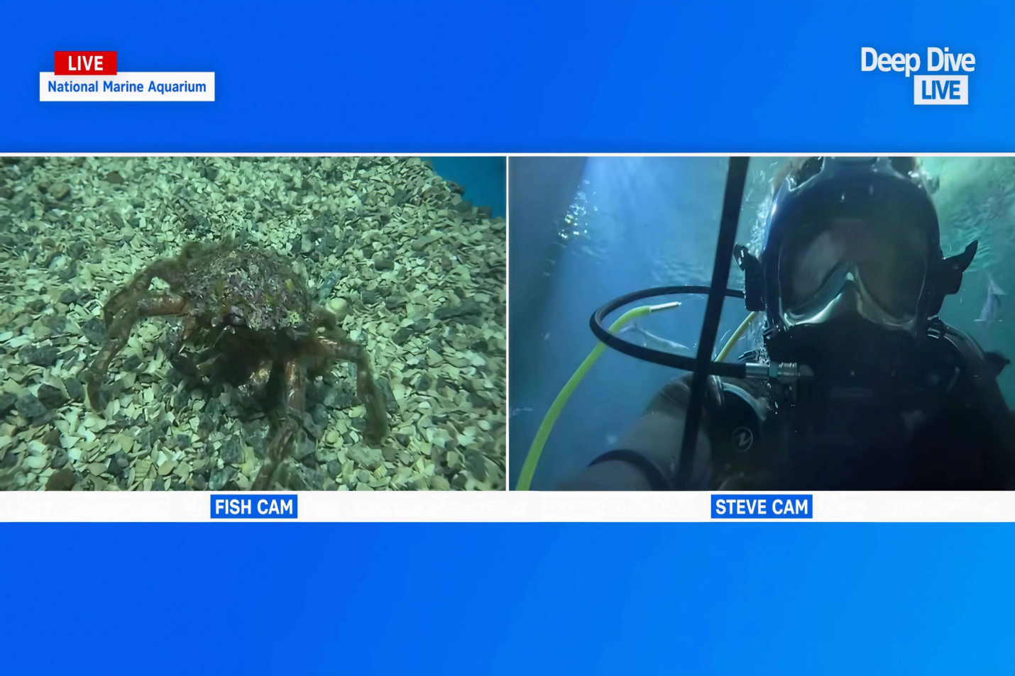 DIVEVOLK Deep Dive Live