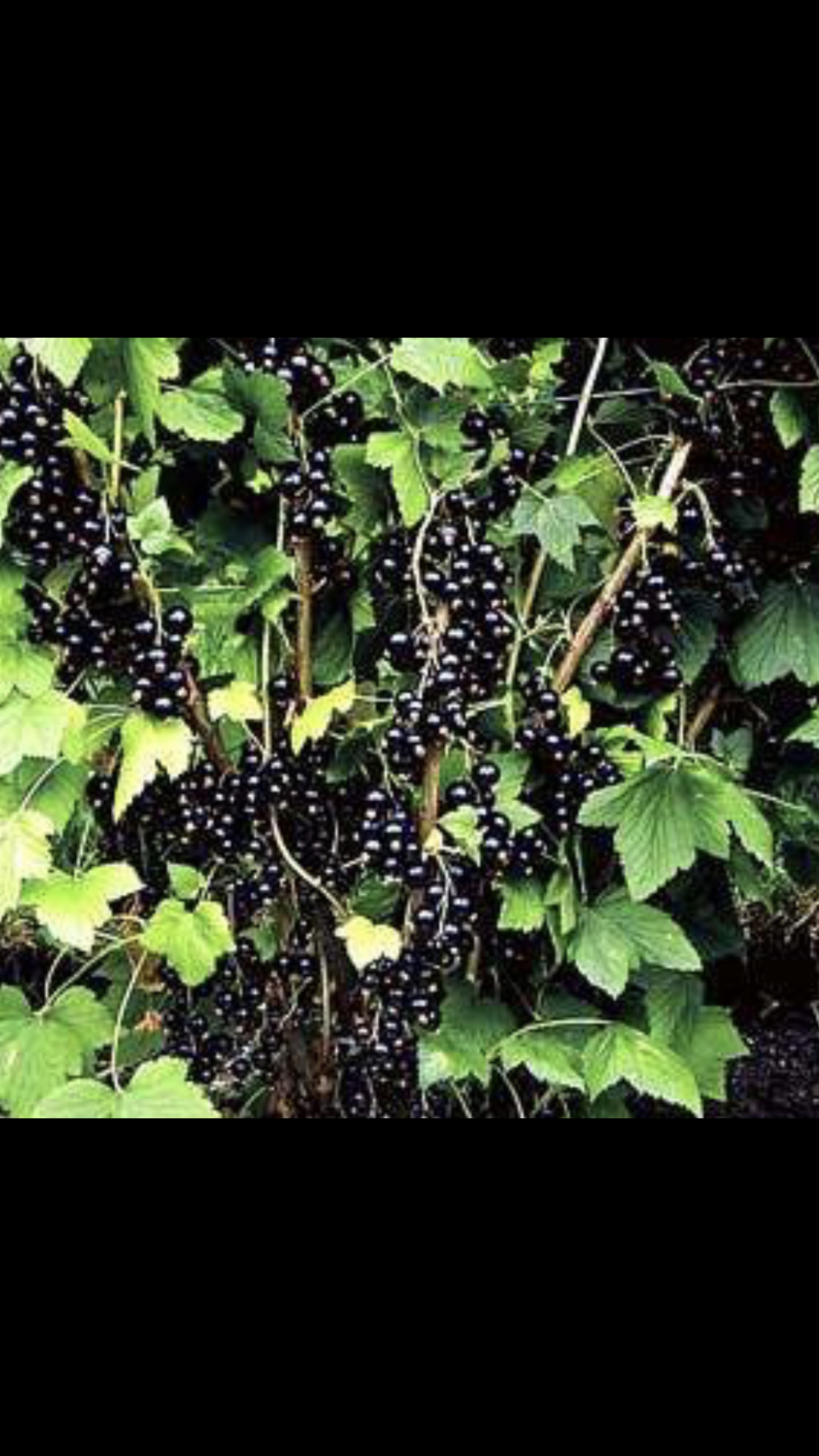 Black Currant