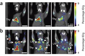 PET scan images showing presence of target enzyme dCK in normal mice (row A), and lupus diseased mice (row B).