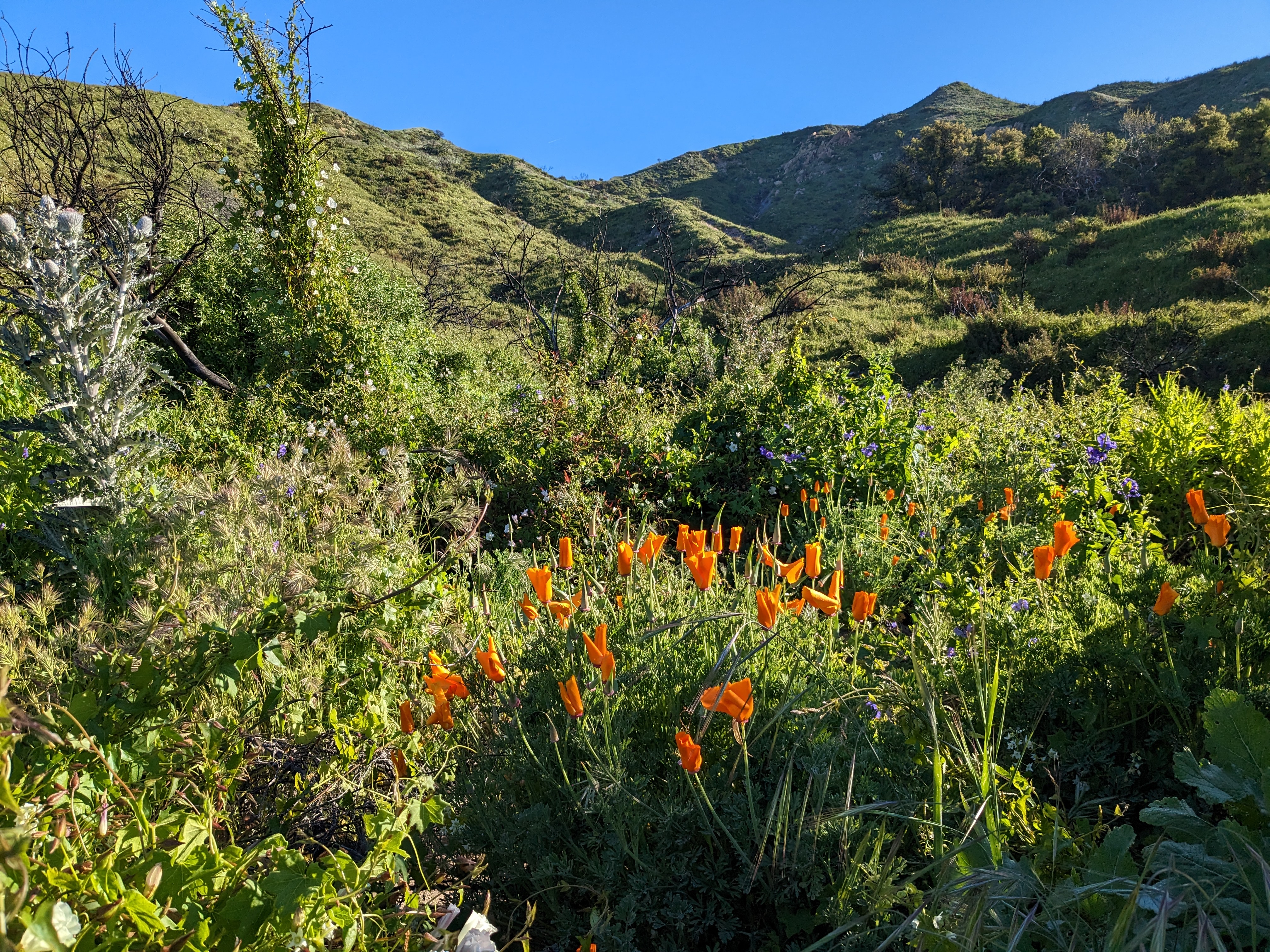 Central & Southern Californian Coastal Sage Scrub