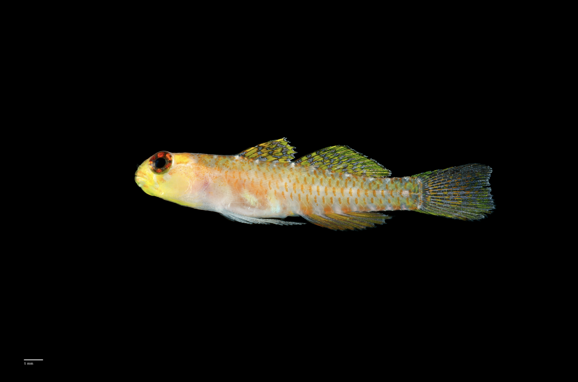 Phylum: Chordata Taxonomist: Dr Chris GoatleyFound on the remote reefs of the Coral Sea, Australia, this vibrant goby measures just a few millimetres in length, the specimen immediately stood out to Dr. Chris Goatley and his team; while similar species in Australia are typically green, this new discovery is defined by a striking palette of peach, yellow, and orange. Unique markings on the iris—specifically seven radial lines around the pupil—distinguish it from its closest relatives.Credit: Chris Goatley/The Nippon Foundation-Nekton Ocean Census