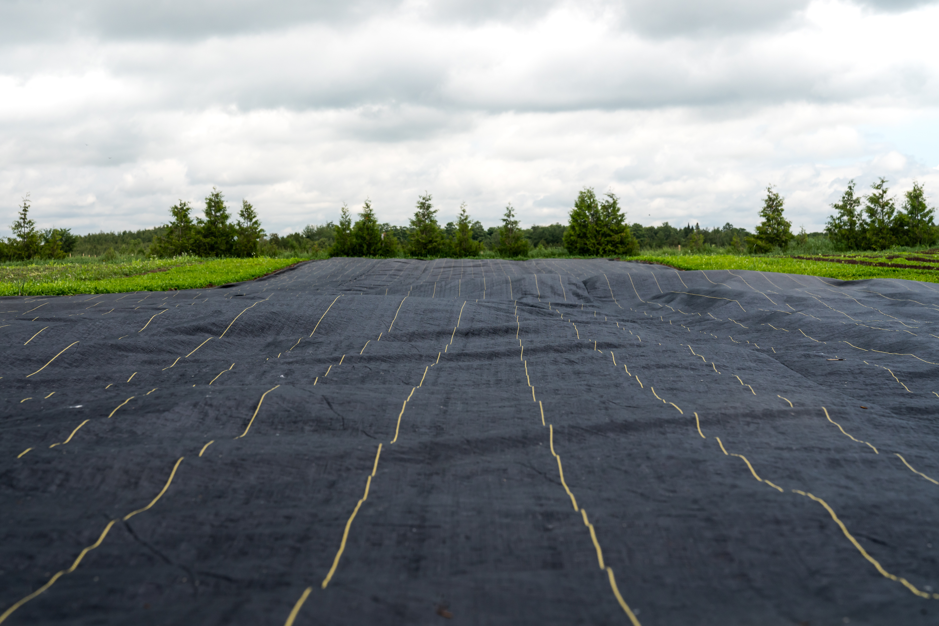 Regenerative Tarp