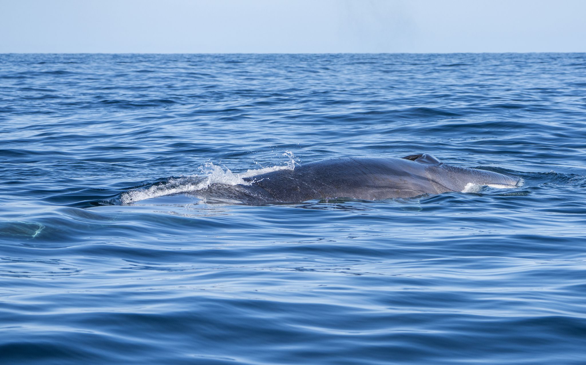 A fin whale surfacing in open ocean waters with its dorsal fin visible.