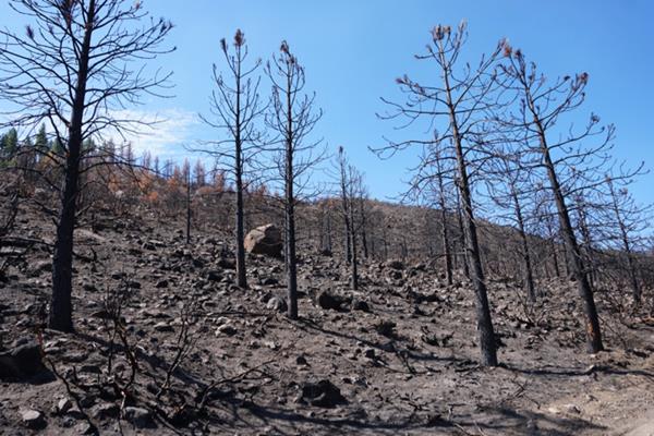 After a wildfire, soils in burned areas often become water repellent, leading to increased erosion and flooding after rainfall events. The hillside shown here burned in California’s Loyalton Fire during August 2020. Credit: Kelsey Fitzgerald/DRI. 