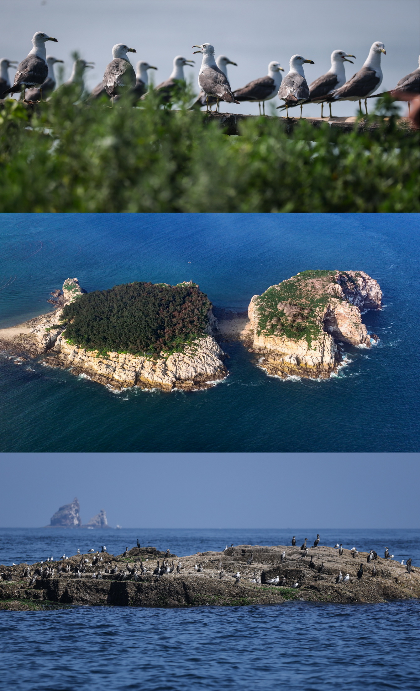 Dalian's Changshan Islands Migratory Bird Habitat Successfully Inscribed as a World Natural Heritage Site: Dalian