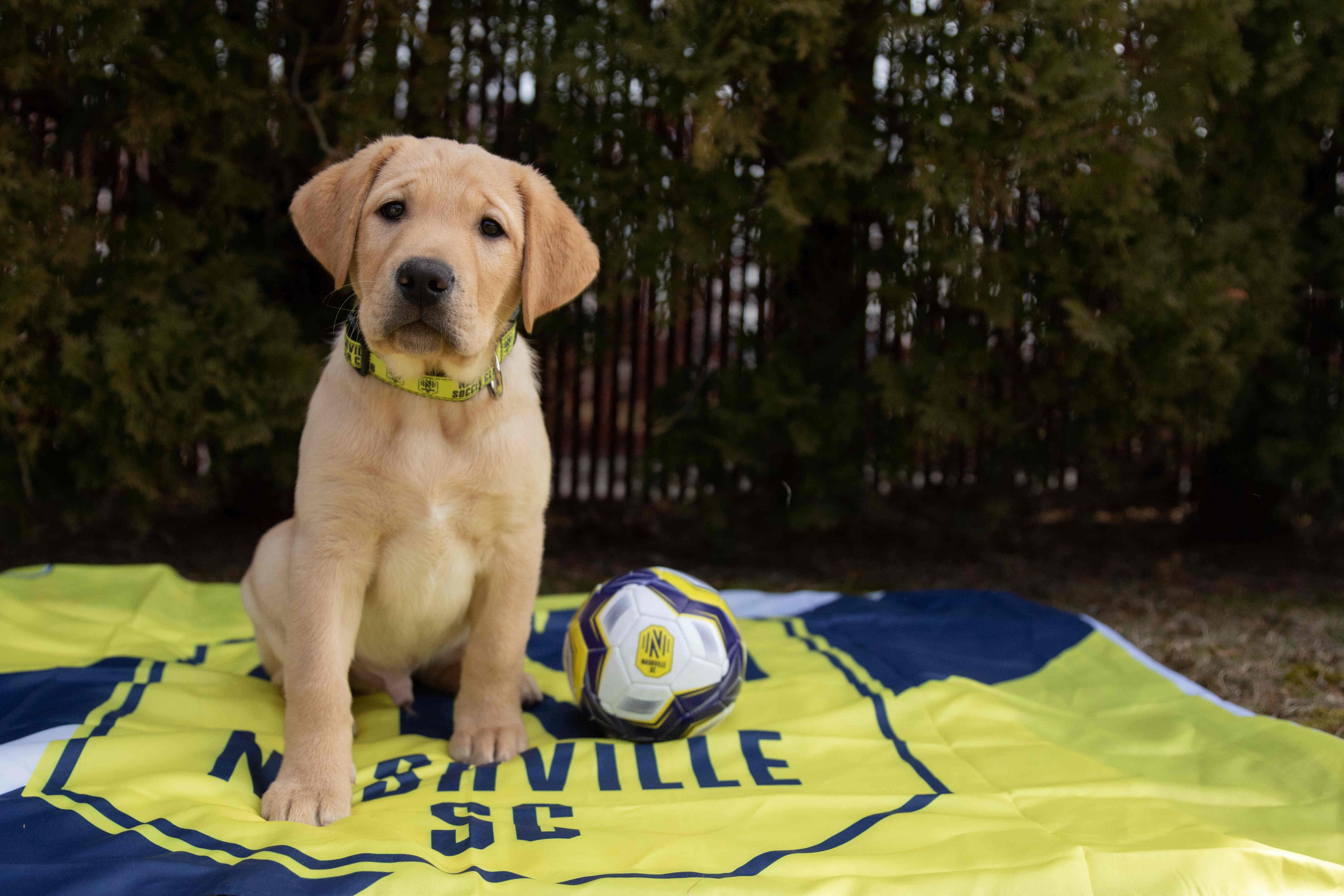 Nashville SC pup