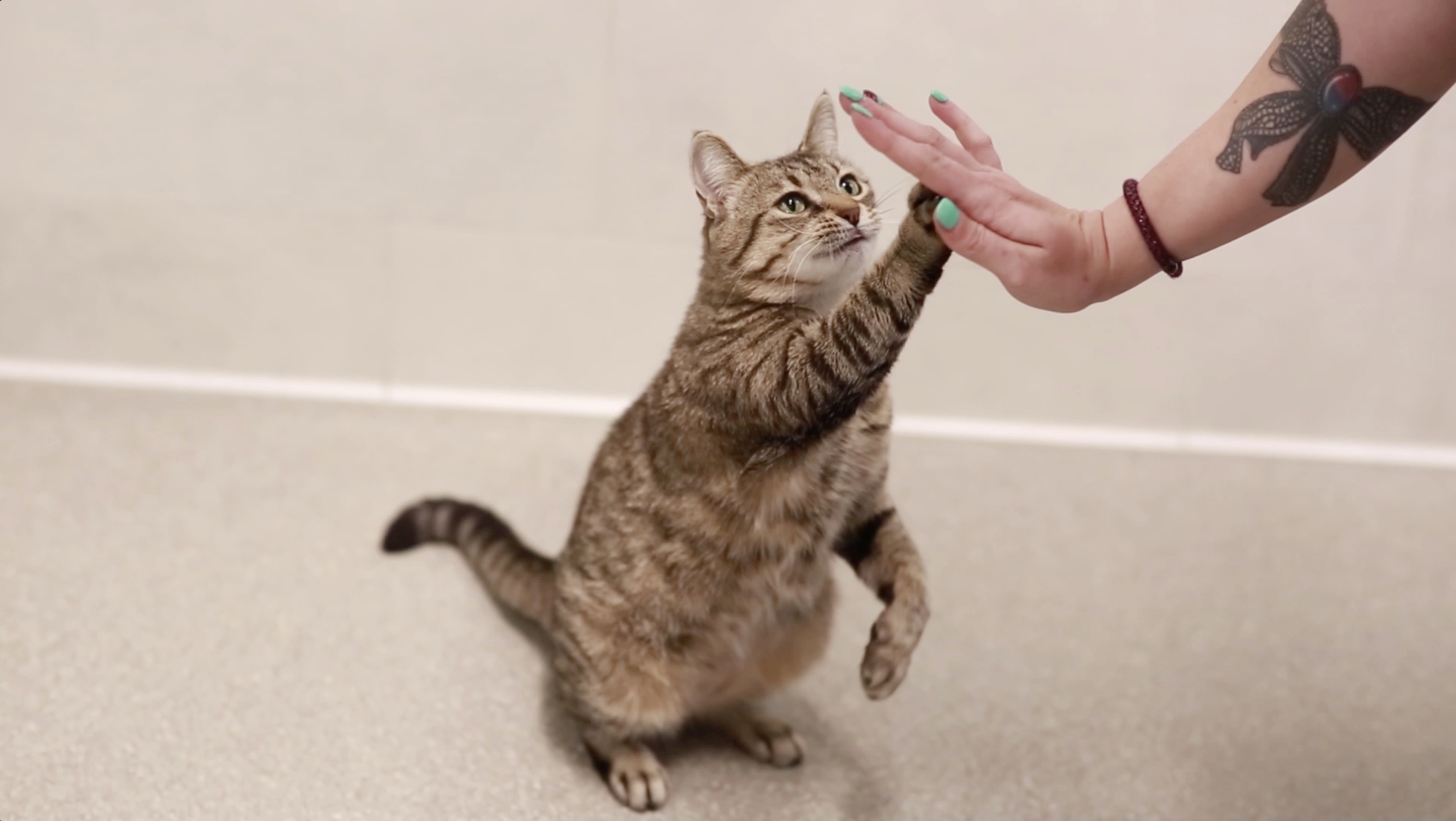 Cat Pawsitive National High-Five Day Contest