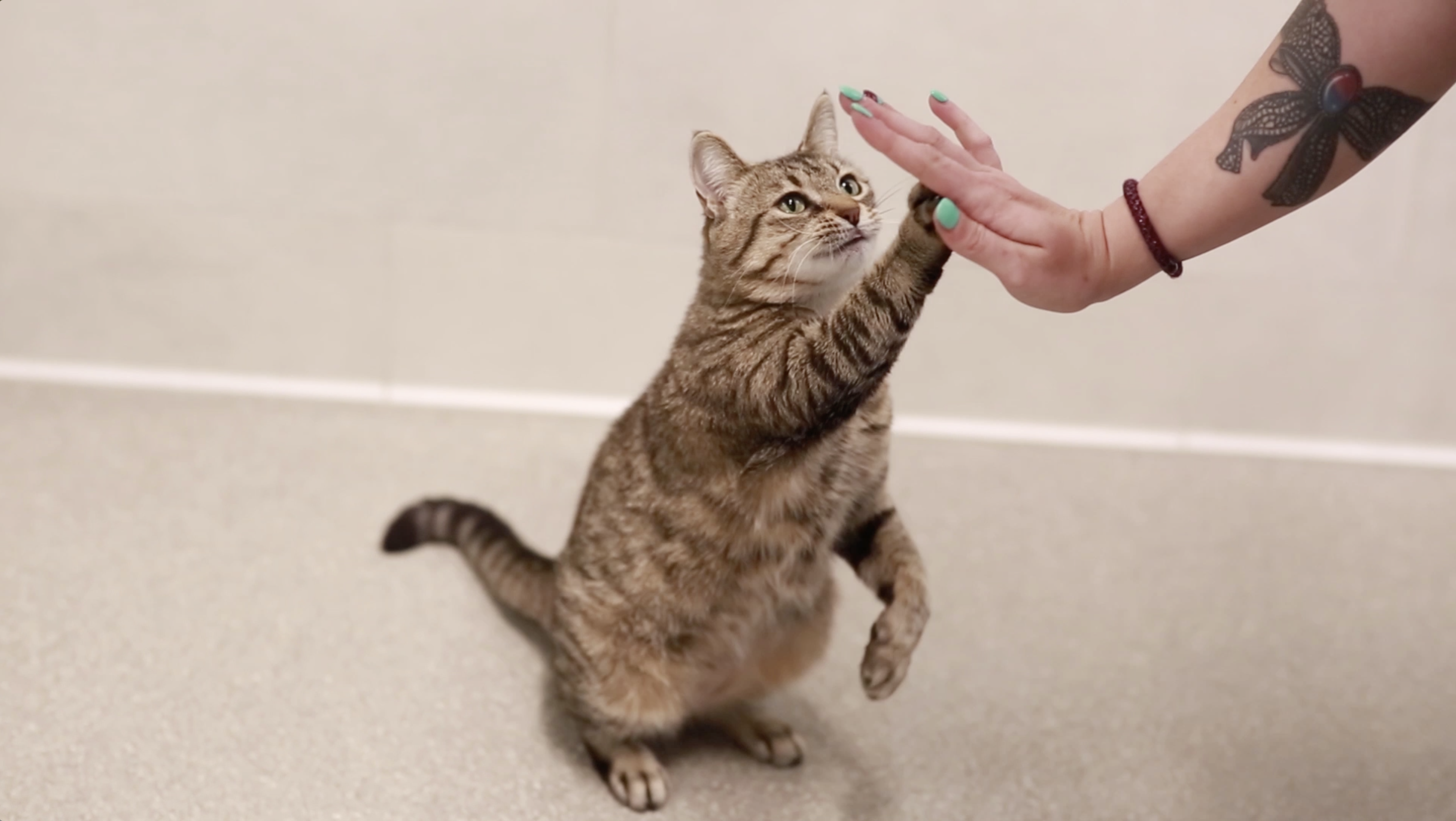 cat high five