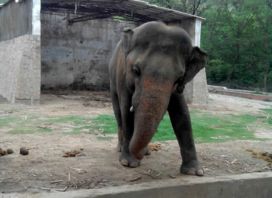 Kaavan courtesy of Anika Sleem