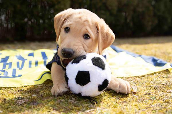 Nashville Soccer Club Pup