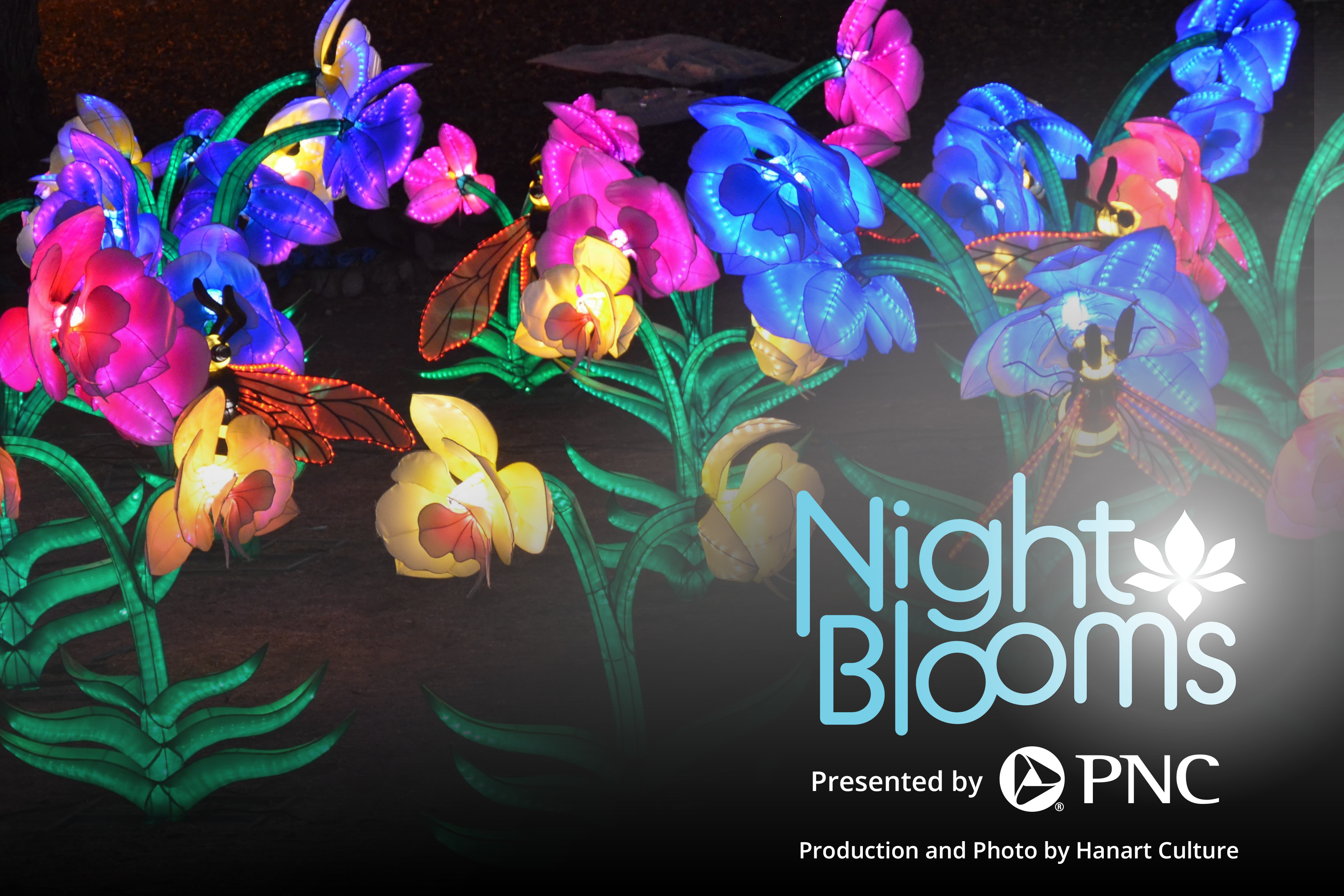 Night Blooms 