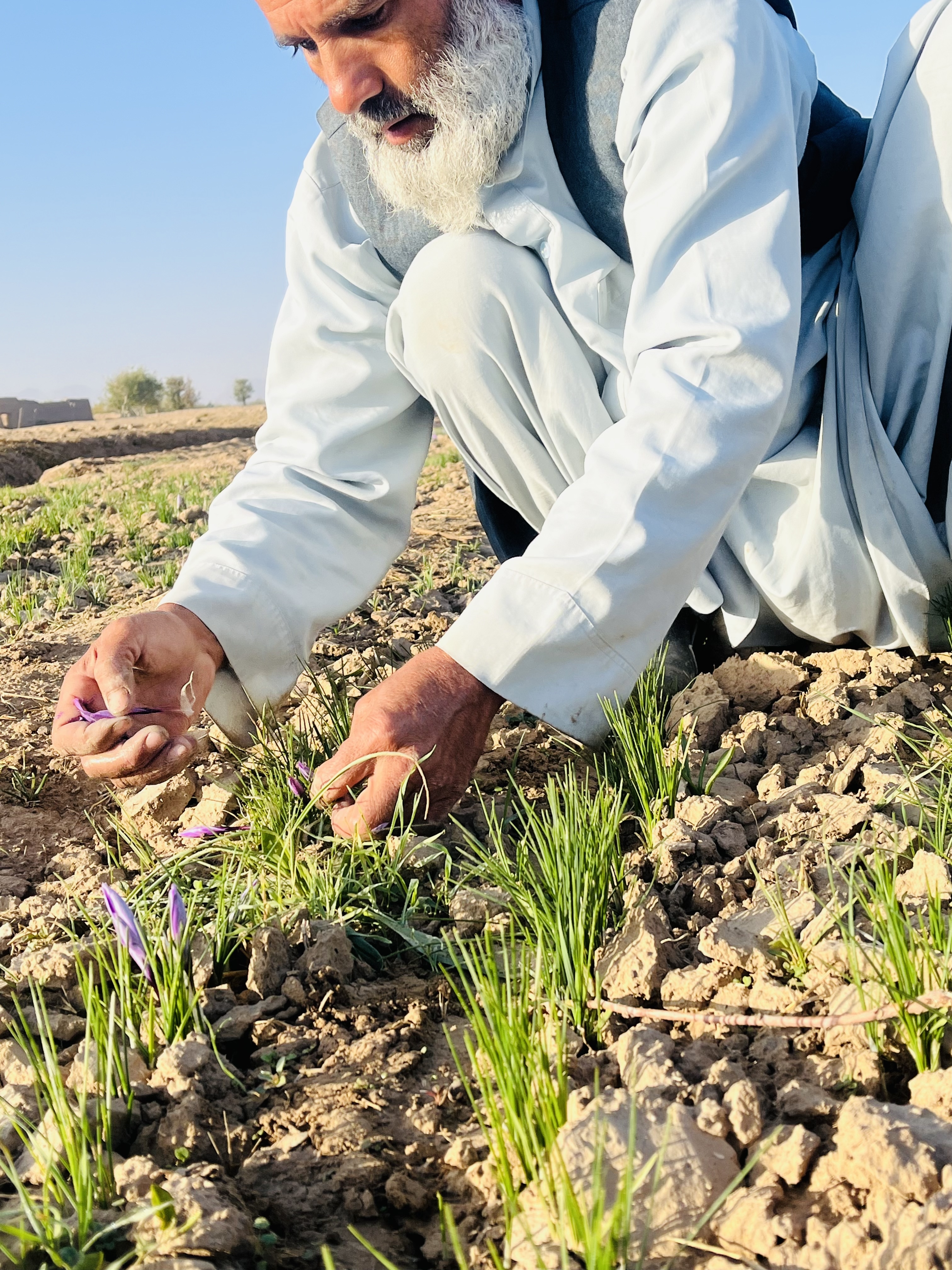 Heray Spice supports Afghan farmers