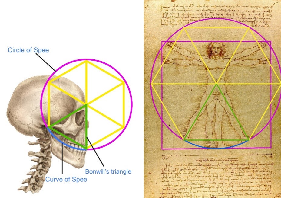 Da Vinci's Vitruvian Man Encodes the Blueprint of Human Evolution, Says London Dentist