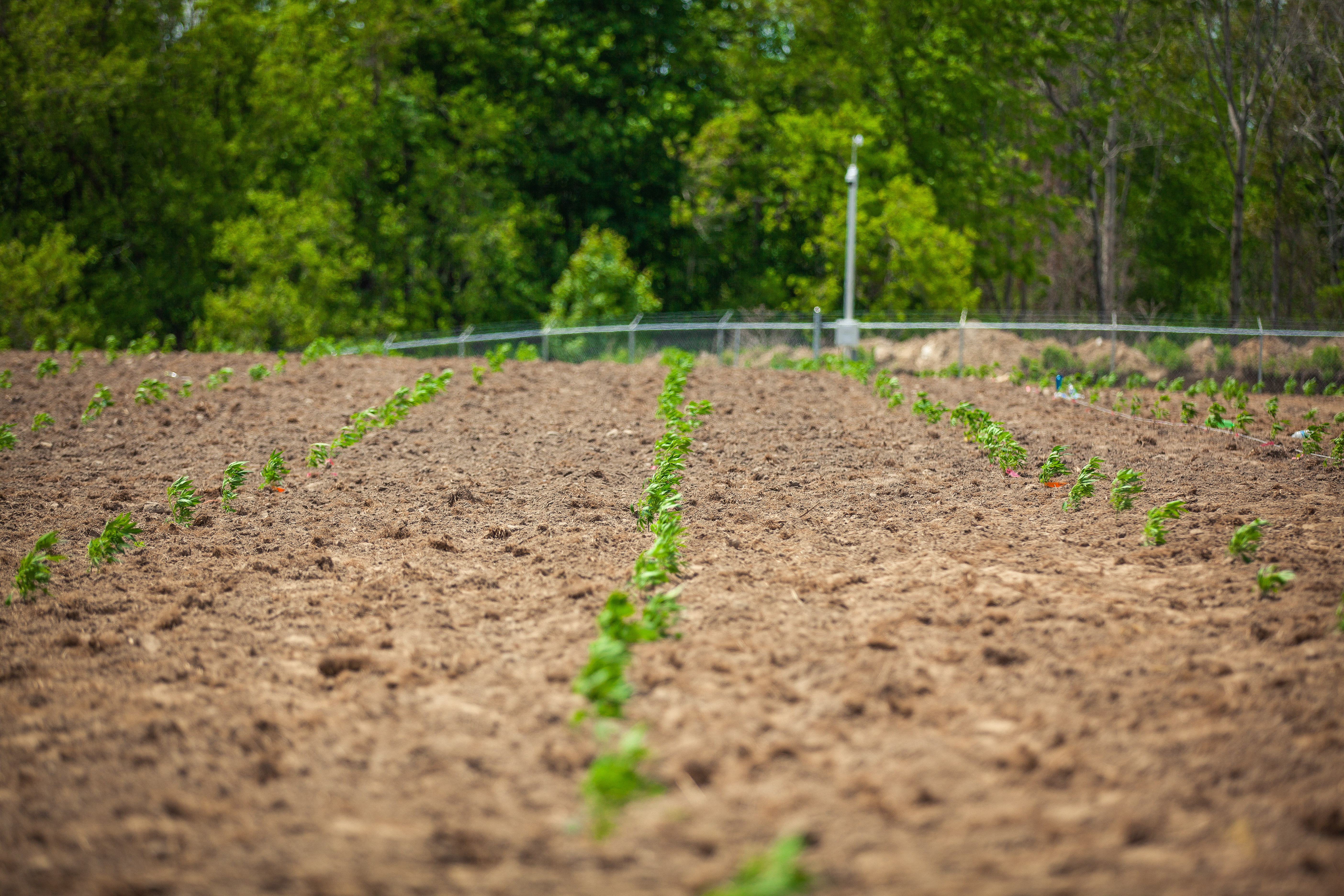 Aleafia Health Outdoor Cultivation