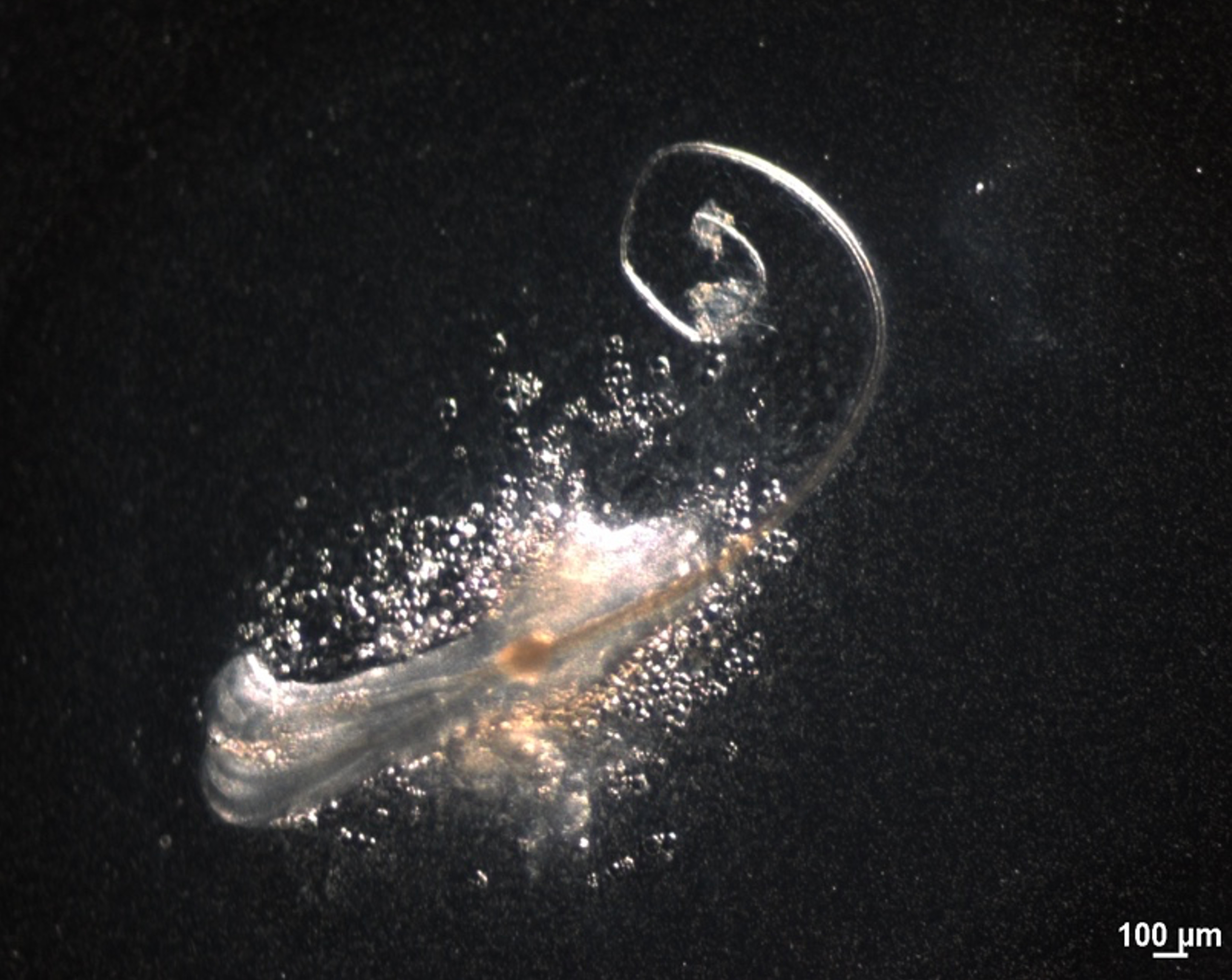 In vitro–regenerated murine hair follicles