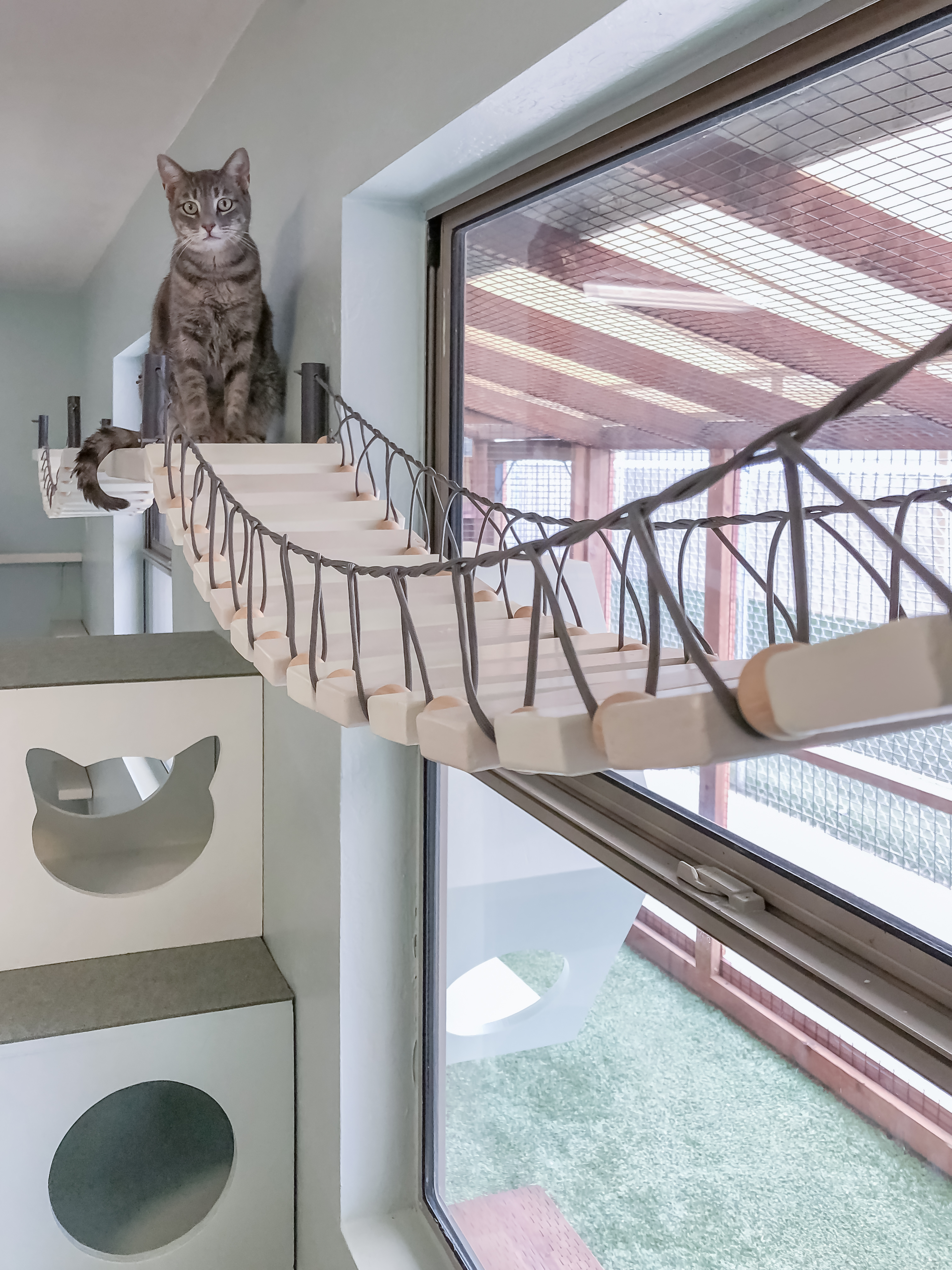 Cat bridge 