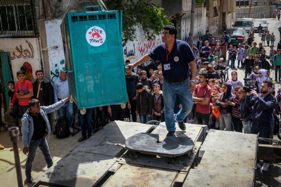 04 07 2019 Loading day as Dr. Khalil of FOUR PAWS guides a crate holding one of the forty-seven animals from Rafah Zoo onto a truck.© Bogdan Baraghin | FOUR PAWS 
