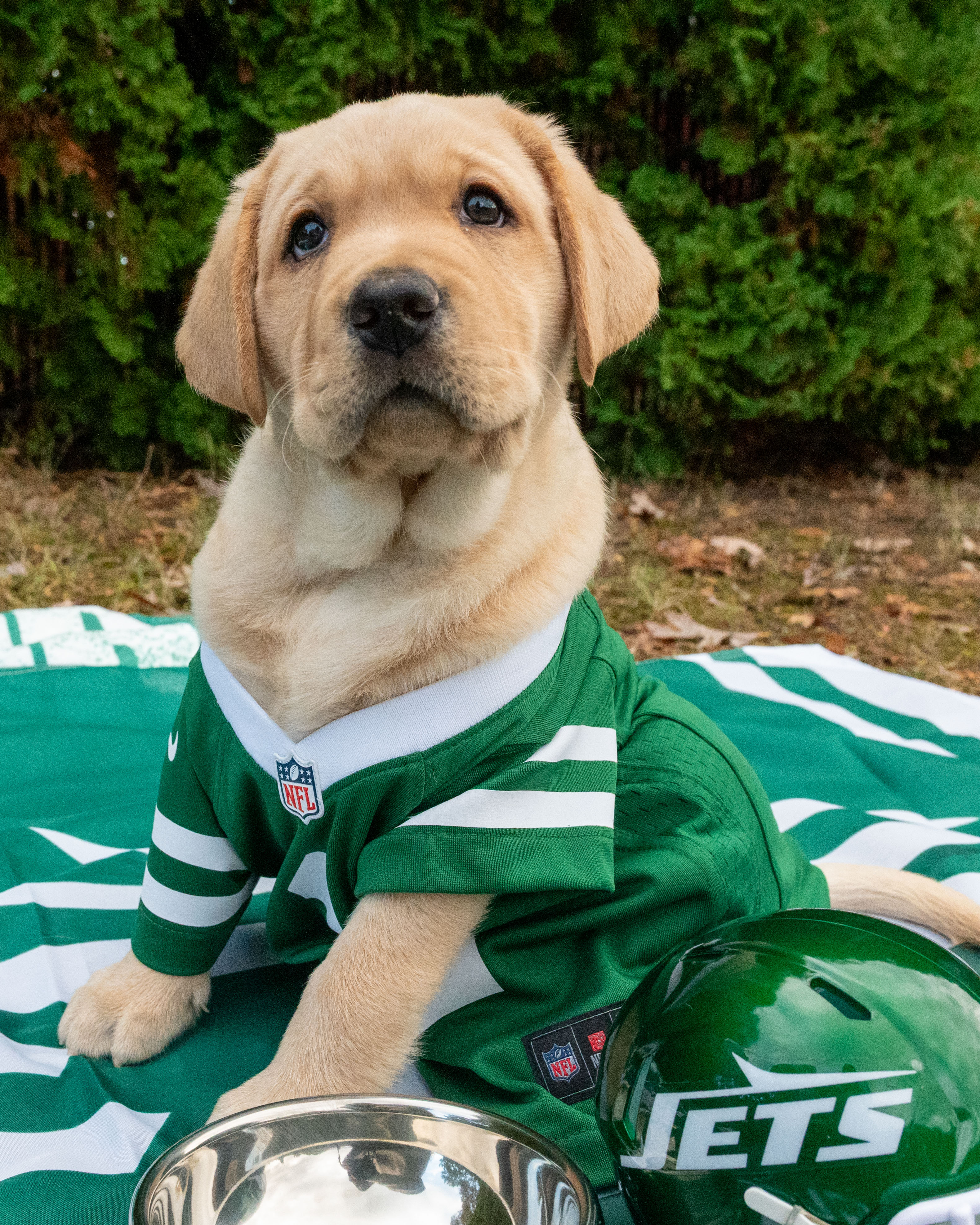 Golden Retriever puppy on Jet's jersey