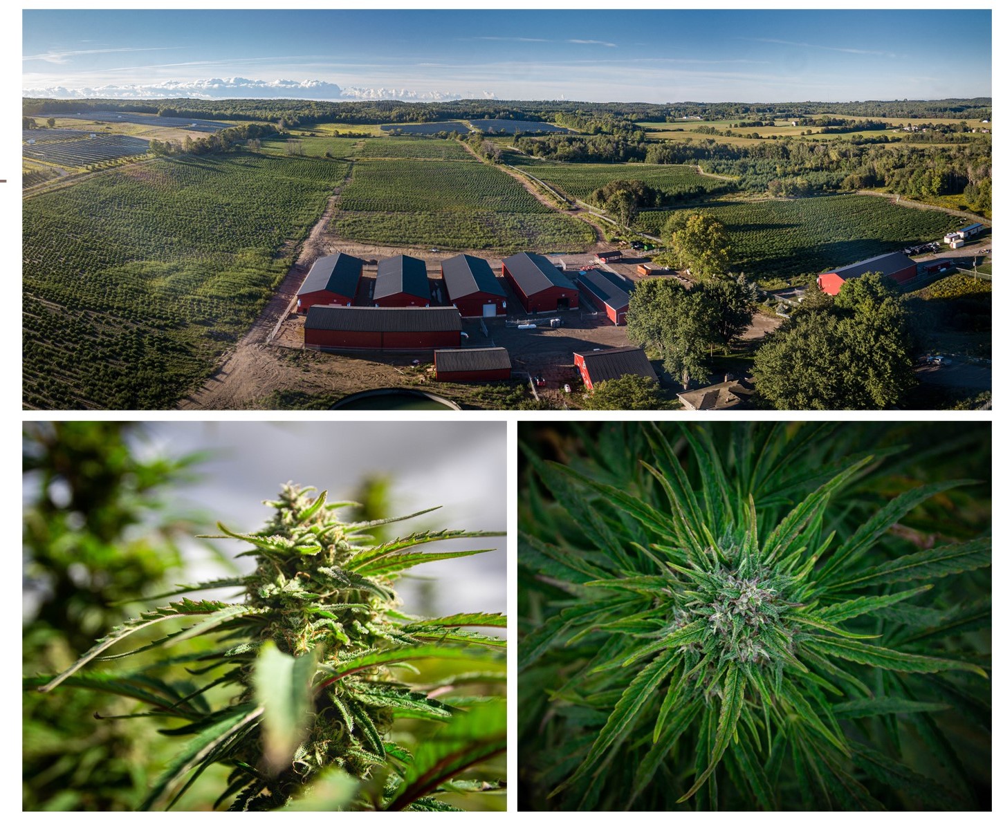 Outdoor cannabis cultivation.