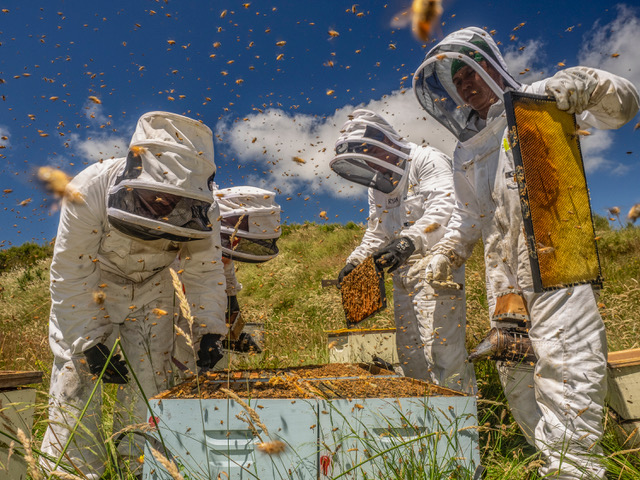 The Watson family in rural Wairarapa founded Watson & Son.  It is now 100 percent owned by Ngāi Tahu, which is the principal indigenous Māori tribe of the South Island of New Zealand. Oha Honey is certified by the Molan Gold Standard™, which guarantees the natural methylglyoxal levels in the honey and assures its purity and quality.



