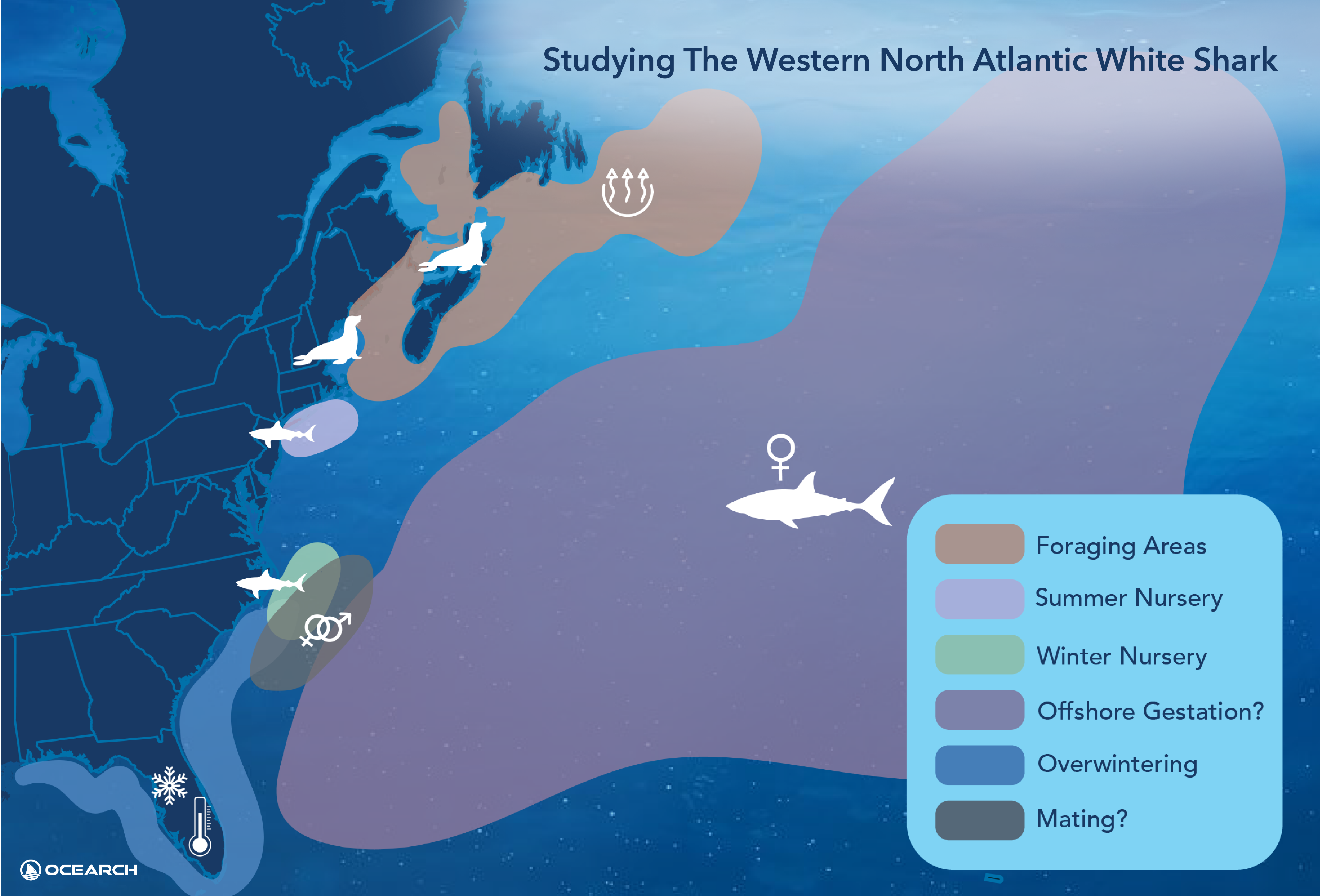 OCEARCH's Western North Atlantic White Shark Study