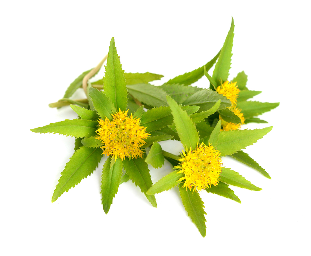 Conagen's salidroside, an active ingredient from Rhodiola Rosea