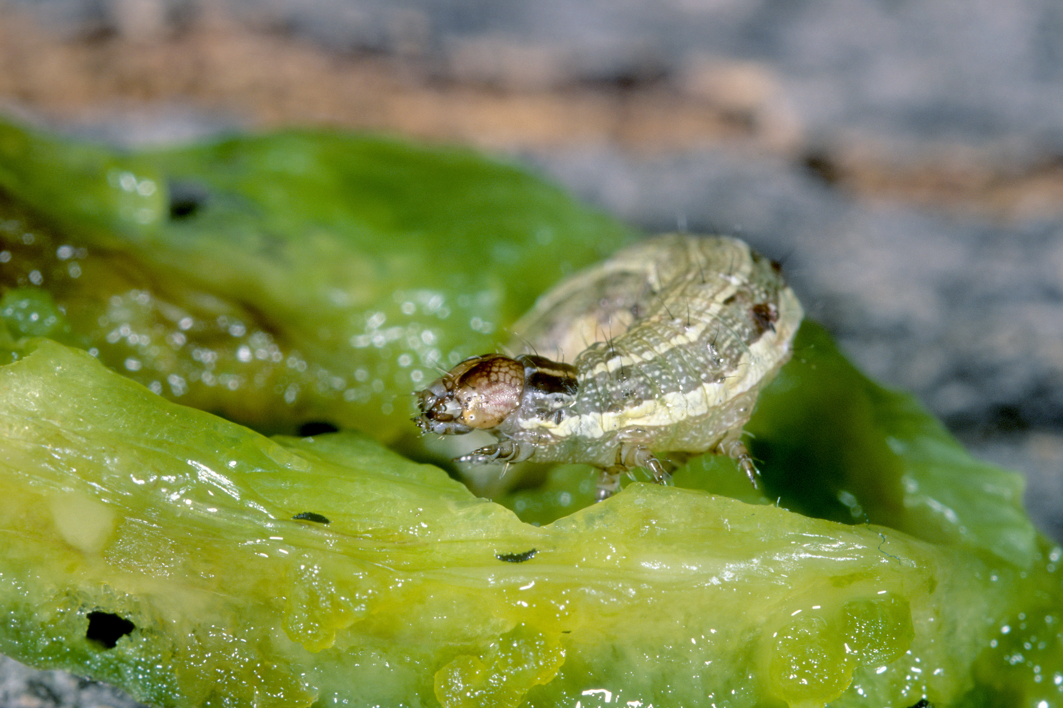 a fall armyworm on a leaf