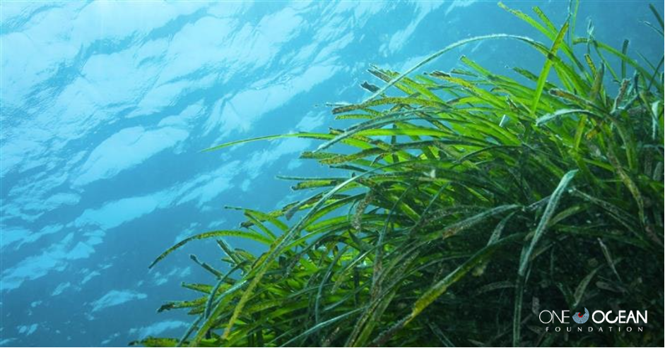 One Ocean Foundation