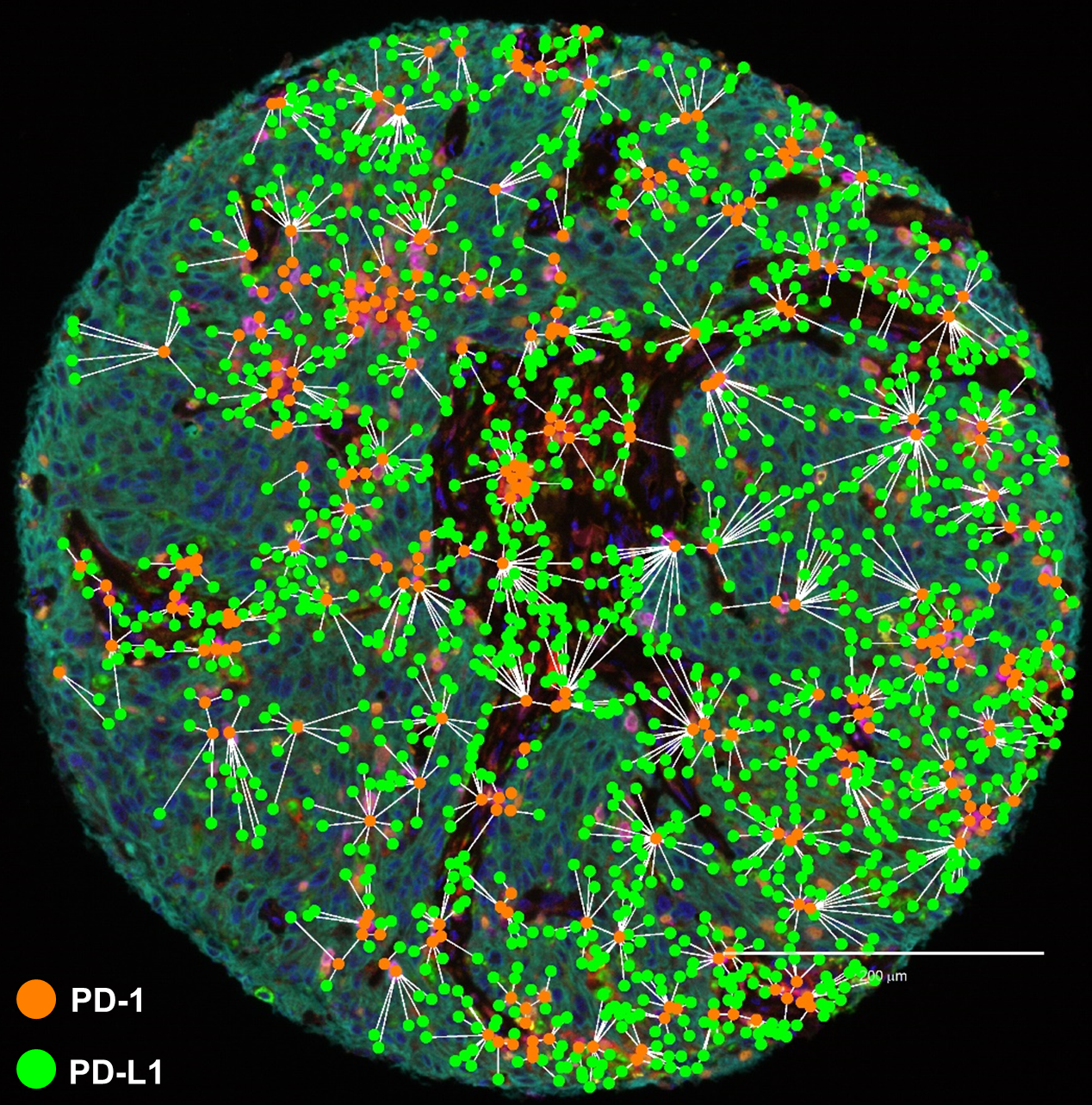 MITRE-Akoya Phenoptics Spatial Proximity Analysis