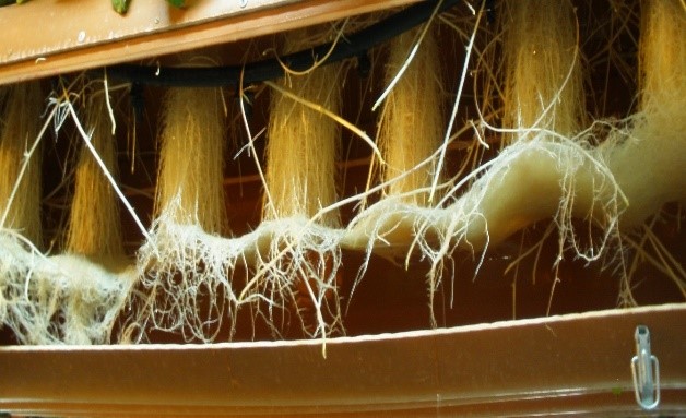 Rafarma's Proprietary Aeroponic Root System