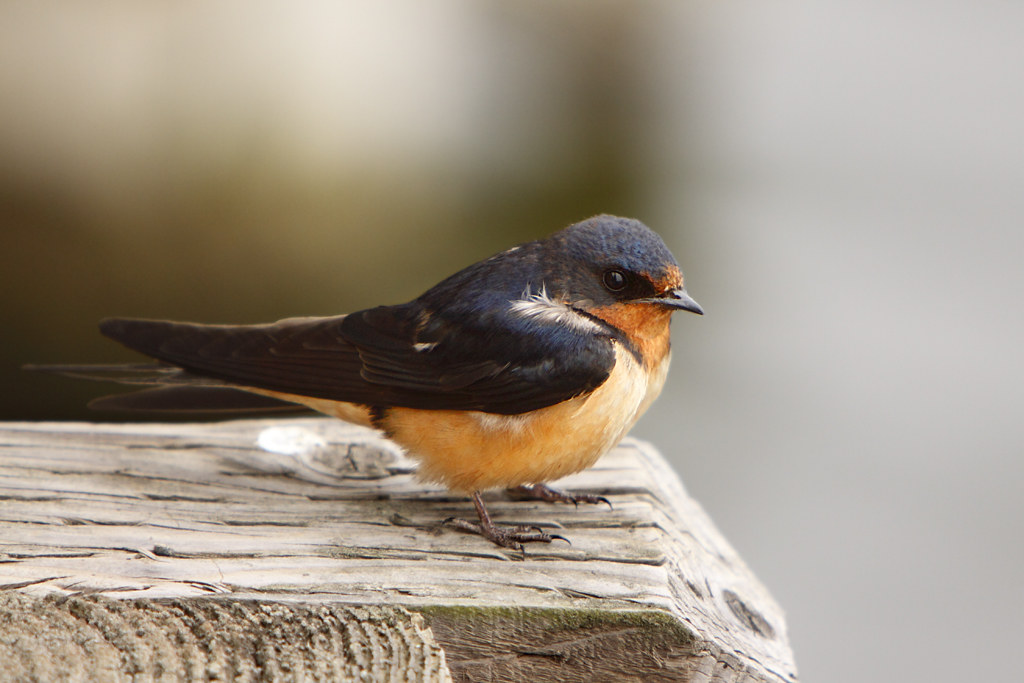 Barn swallow © Alan Vernon