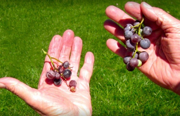 Grapes untreated vs treated