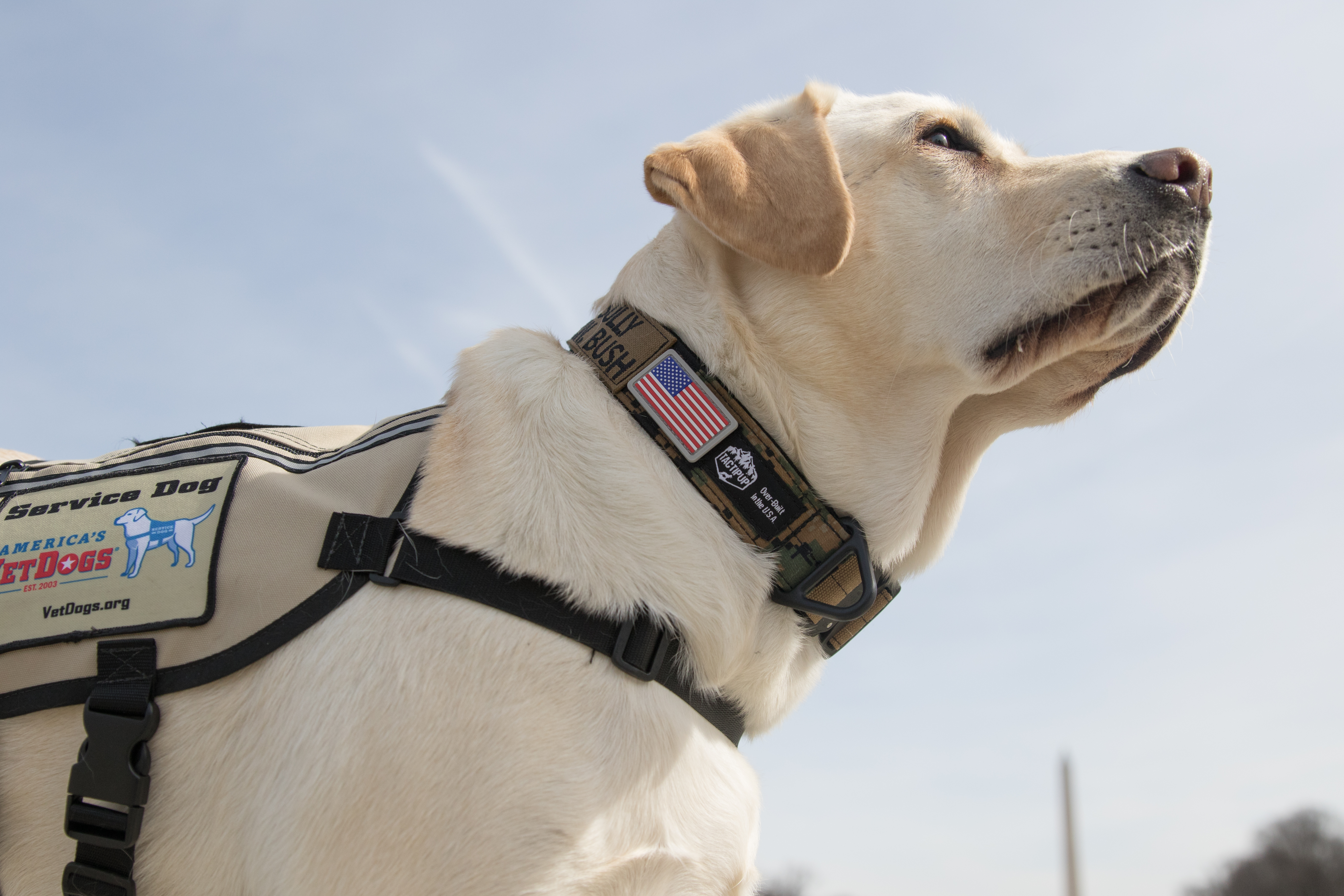 Press Release: America's VetDogs Partners with Amazin' Mets