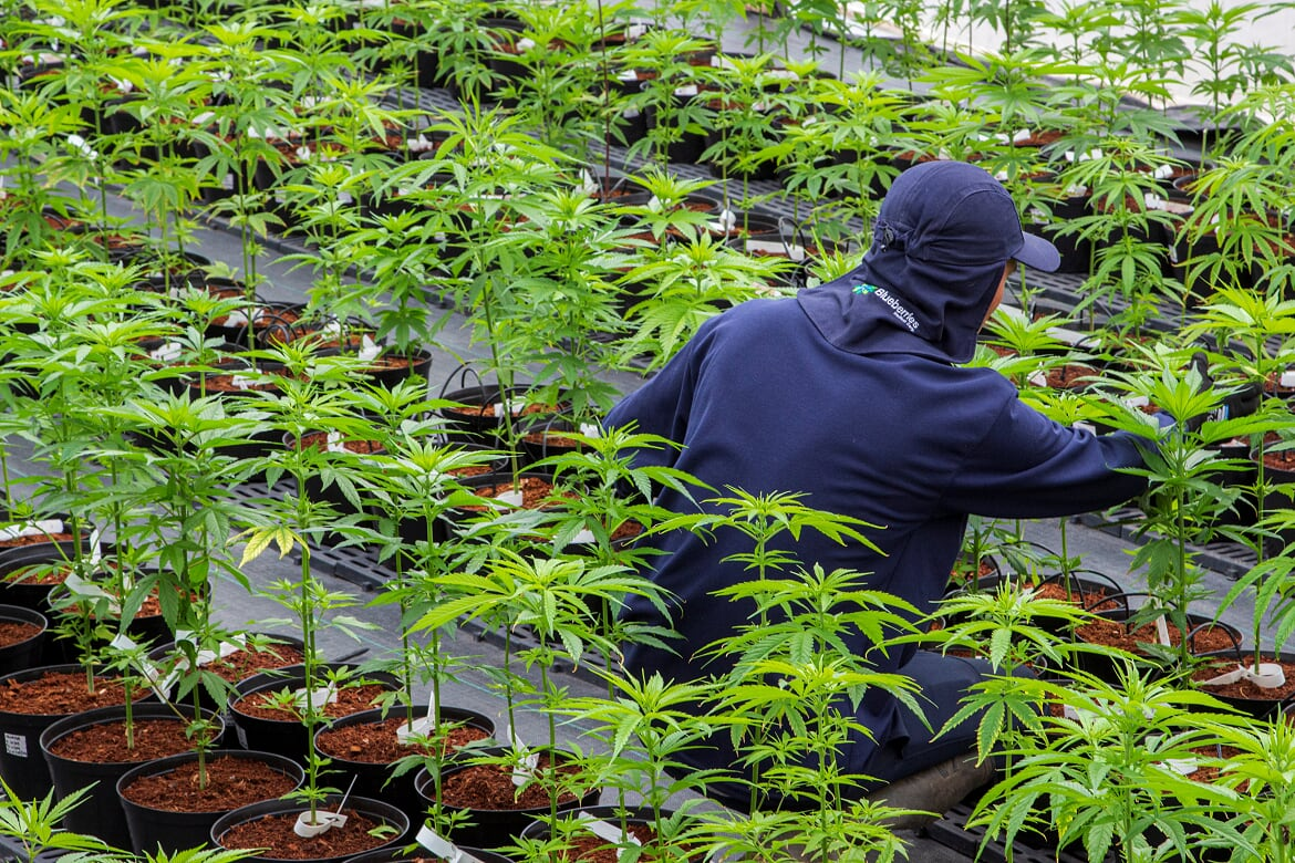 Propagation Greenhouse